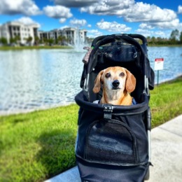 Meet Oscar, Our Pet of the Month! ππΎ  This month's star is the charming and spirited Oscar! At 14 years young, Oscar may not be able to walk as much as he used to, but that doesn't stop him from enjoying his favorite adventures. Oscar loves his daily stroller rides around the pond, where he gets to take in all the sights, sounds, and fresh air while cruising in comfort. πΆββοΈπΎπΏ  His heart is as youthful as ever, and his joyful spirit shines through every ride! Whether he's relaxing ... Instagram post from @thepearlfs on January 12, 2025 09:53:00am